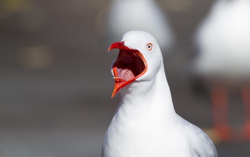 Photo of what looks like a shocked seagull.