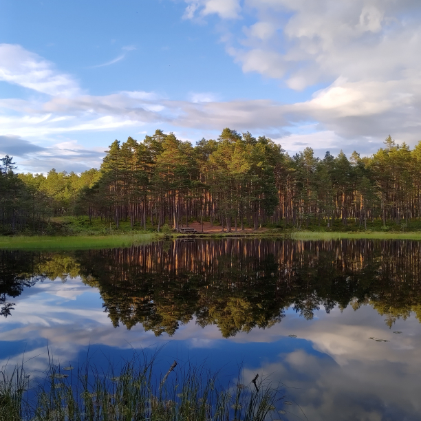 A completely still pond in the forest with the trees mirroring in the water.