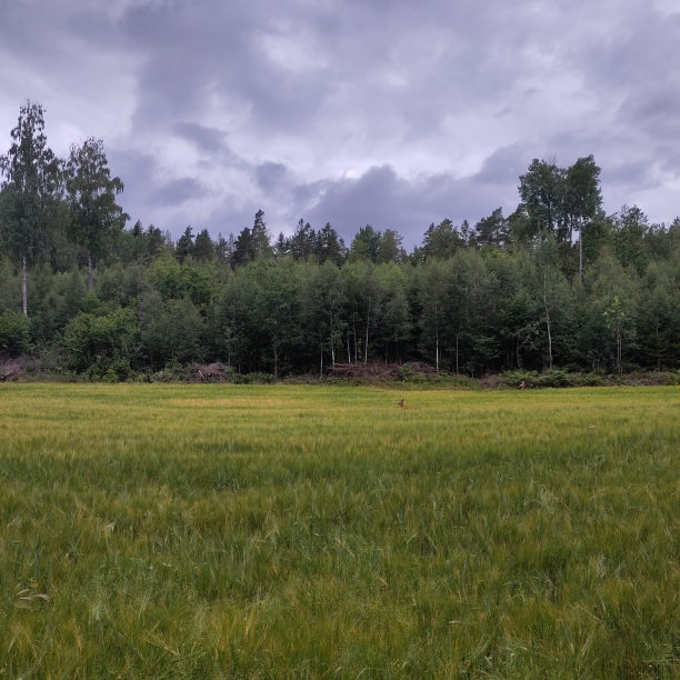 A field of green wheat. A deer is popping its head up in the distanse.