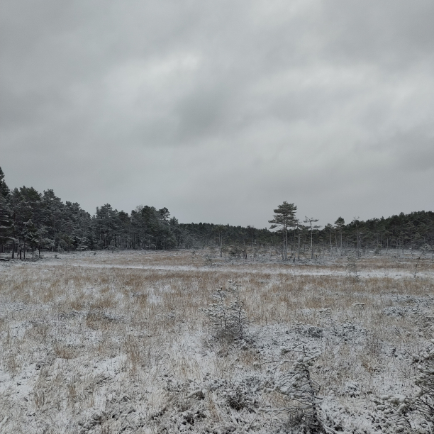 A frozen swamp with a thin layer of snow on.