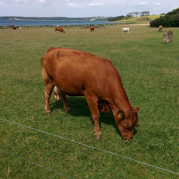 2015-07-07 13:49:13 CET (Tag: miscellaneous) (8420 Knebel, Denmark) Hello, cow!