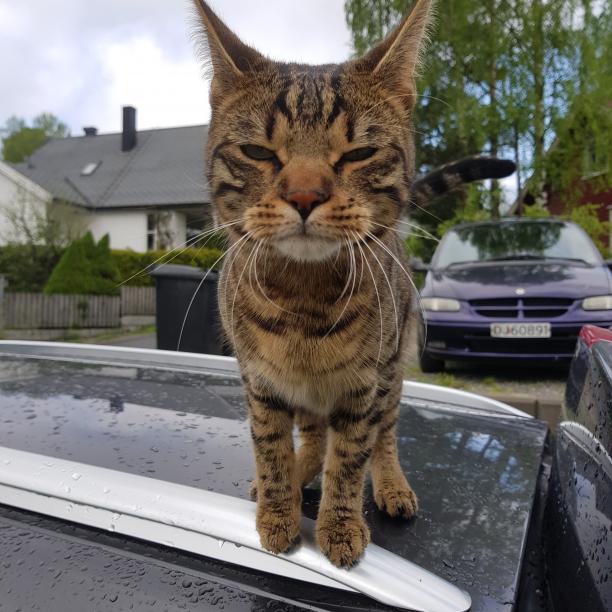 2018-05-11 13:20:18 CET (Tag: animals) (Nesodden Municipality, Norway). So this is the little monster who