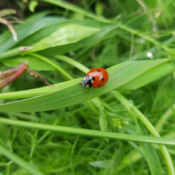 In the weeds, day 2.