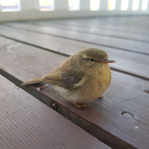 This one smashed into our living room window. But all is well, they took a shit on the porch, and had to gather their thoughts for a couple of minutes before flying off. A close up a small, brown bird.