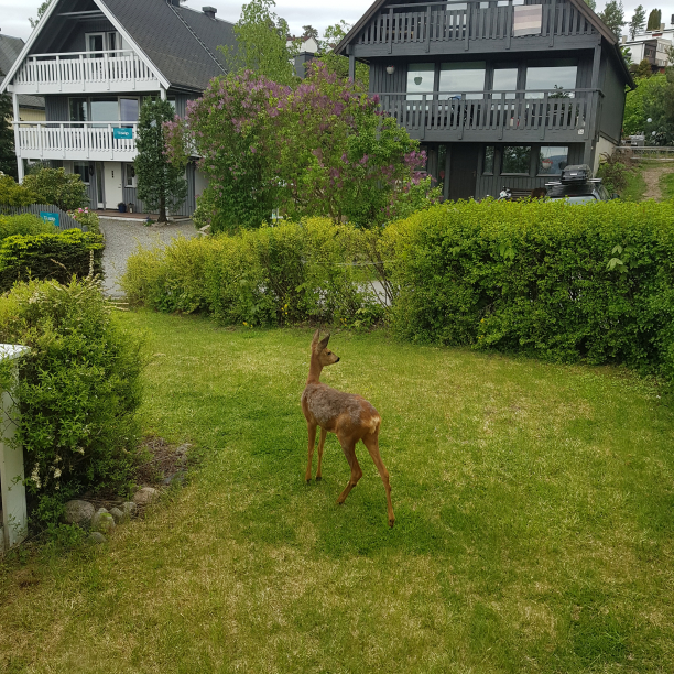 A deer in the front yard.