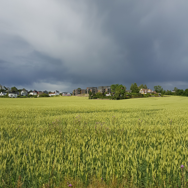 A green corn field with a grey and ominous sky in the background.