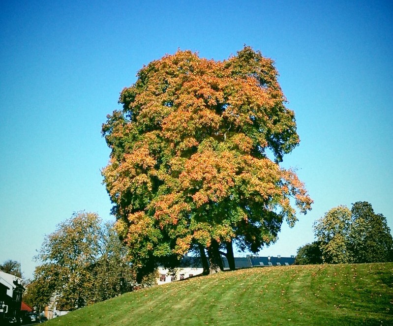 The same tree as earlier in the month, now with more orange spots.