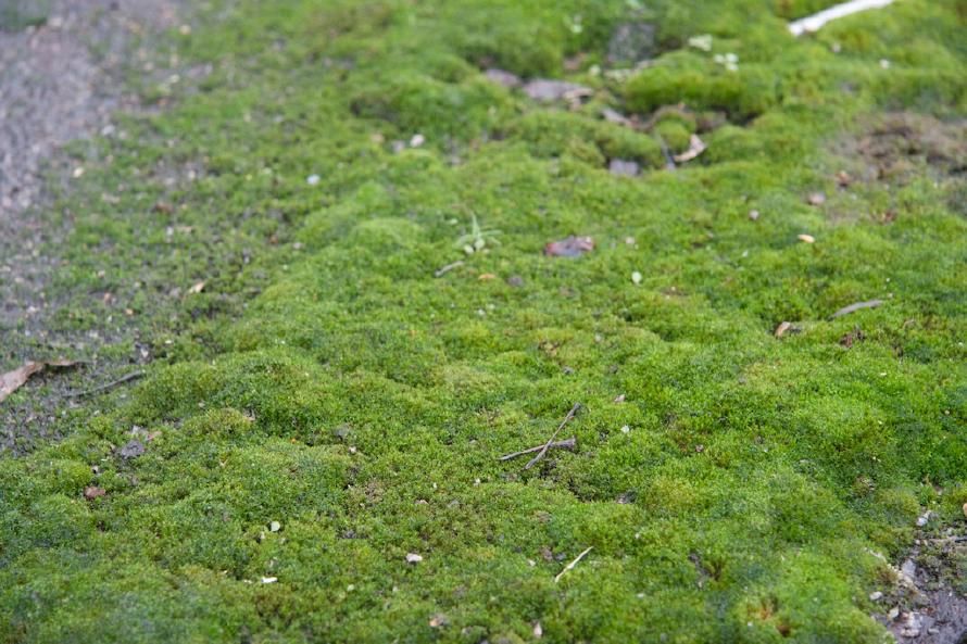 Moss was without doubt the thing I saw with the most vibrant color in Prypiat. I would not be too surprised if it glows in the dark. Moss was without doubt the thing I saw with the most vibrant color in Prypiat. I would not be too surprised if it glows in the dark.