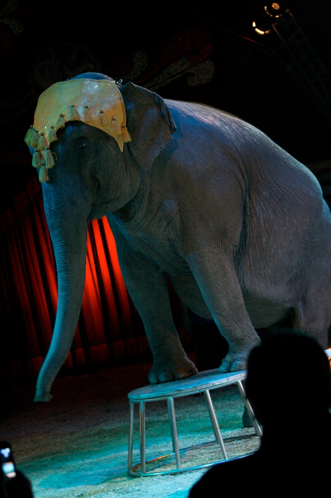 Elephant at Cirkus Merano.