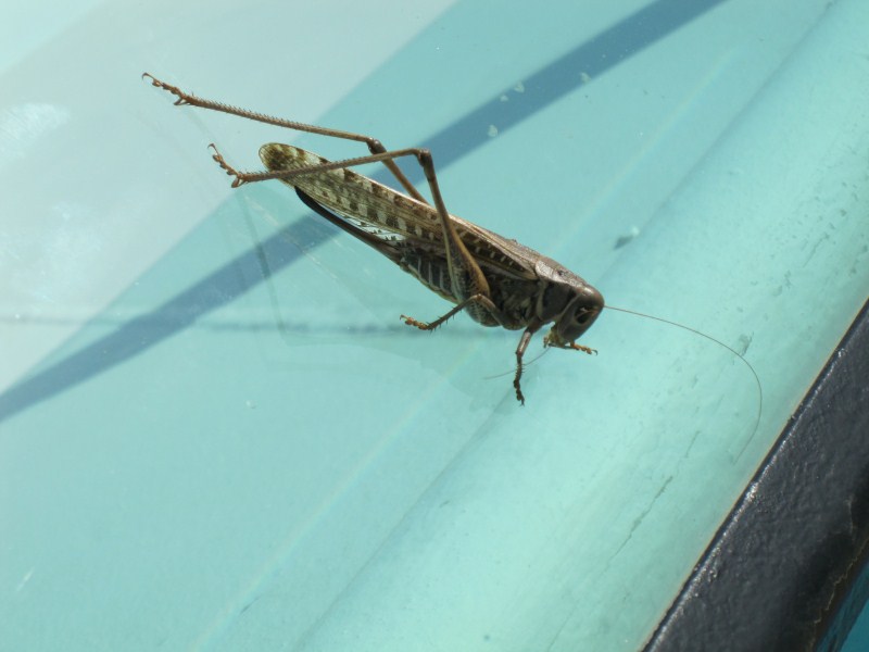 A huge grasshopper thing that found its way to the top deck somehow.