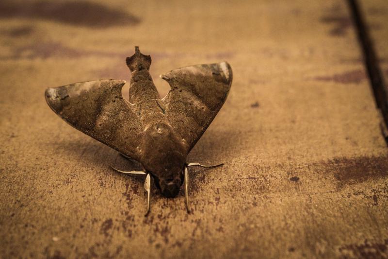 Close Up Photo of Gray Hawk Moth on Ground.  Photo by Jonny Lew / Pexels.