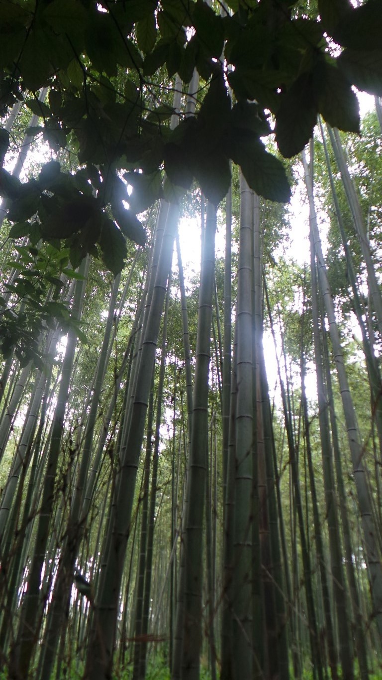 Arashiyama bamboo grooves.