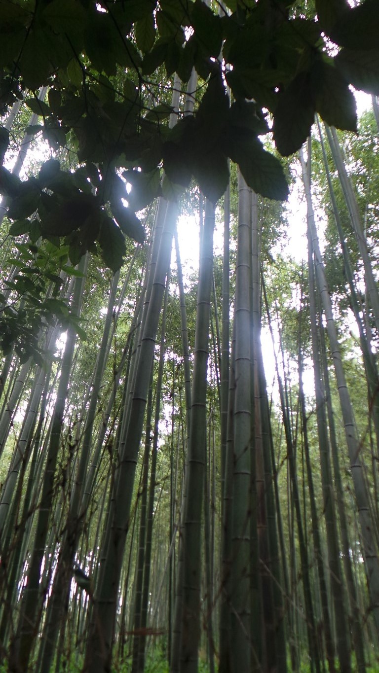 Arashiyama bamboo grooves. Arashiyama bamboo grooves.