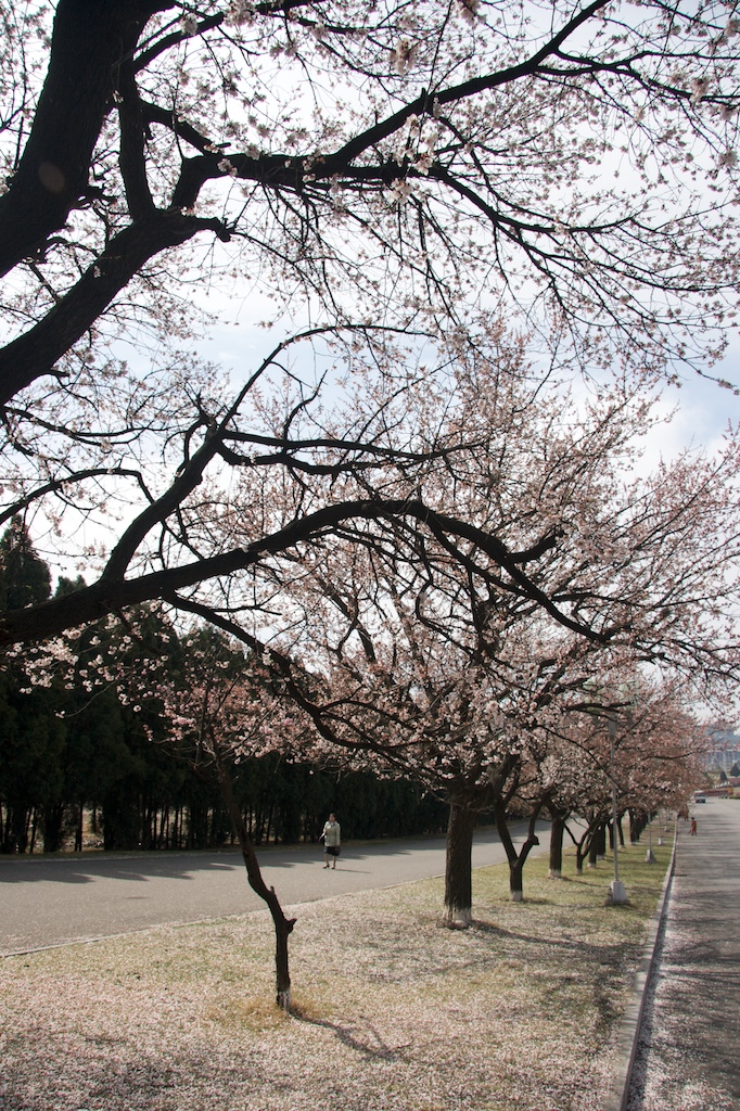 Everywhere in Pyongyang we saw trees with flowers. Even though they were all dropping their flowers, we didn’t see many on the streets. The reason? At least one person was always cleaning the streets close to the trees.