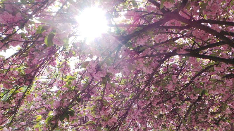 Blossom near Notre Dame.