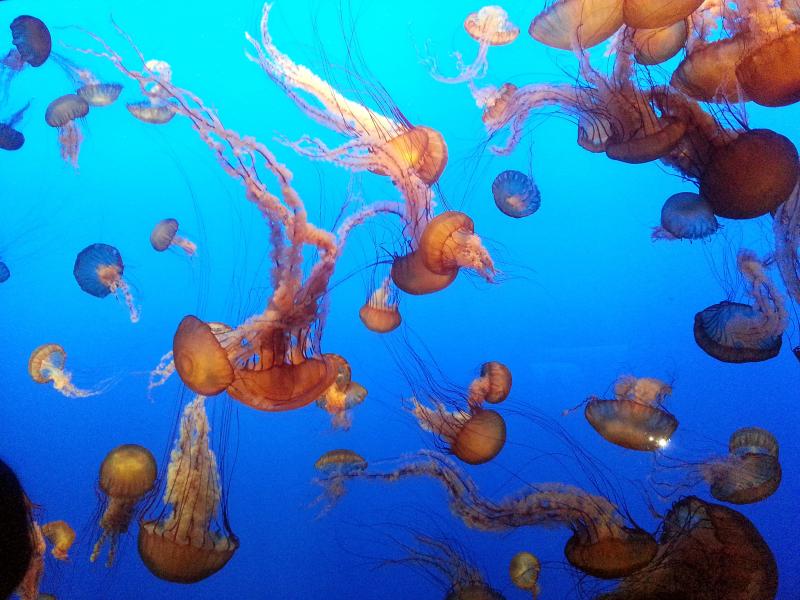 Monterey Bay Aquarium, Monterey, California.